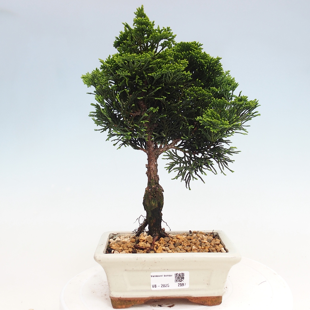 Kültéri bonsai - Cham.pis obtusa Nana Gracilis - ciprus