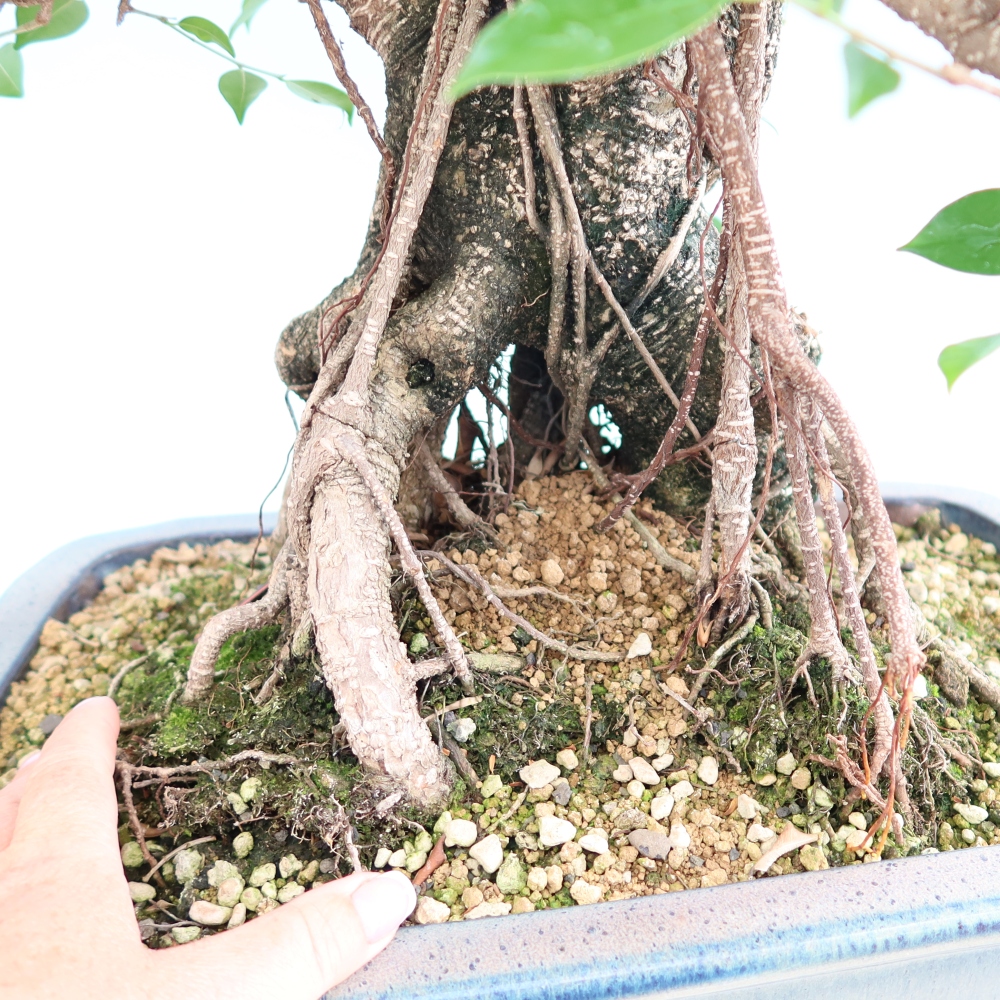 Szobai bonsai - Ficus kimmen - kislevelű fikusz