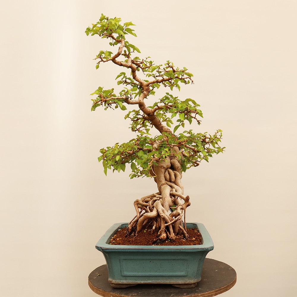 Kültéri bonsai -Carpinus Coreana - Koreai gyertyánfa