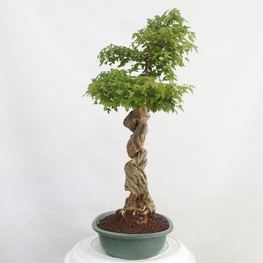 Kültéri bonsai - Acer Buergerianum - Burger juhar