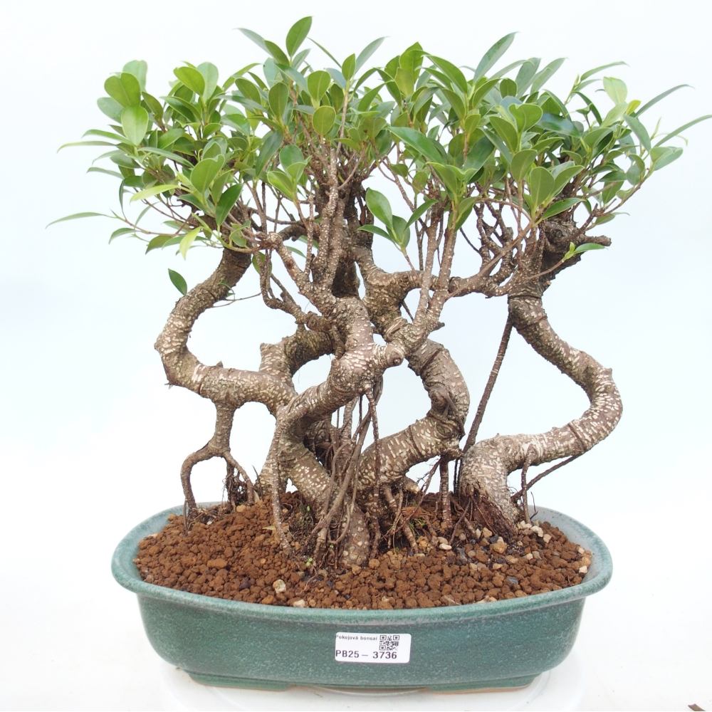 Szobai bonsai - Ficus kimmen - kislevelű fikusz