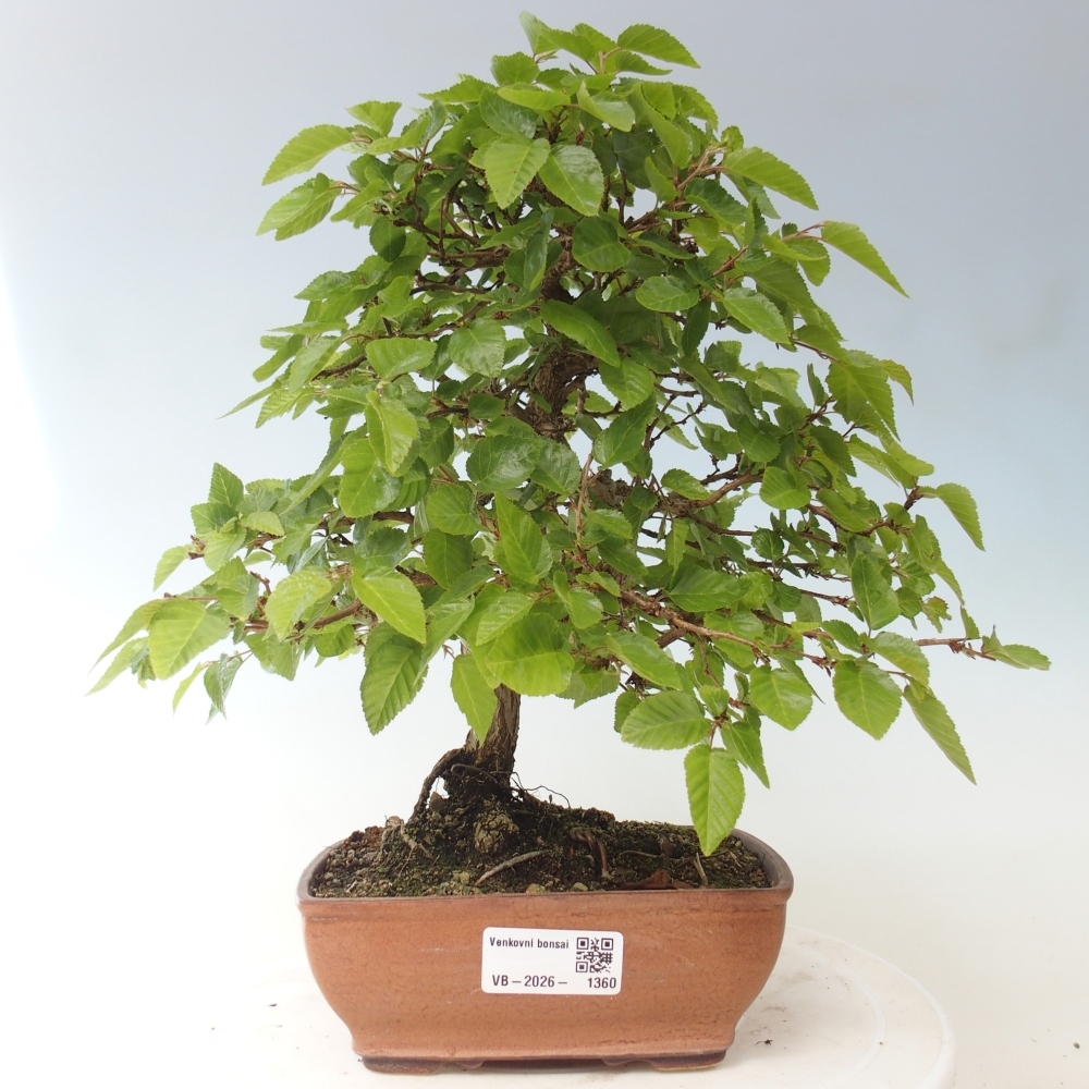 Kültéri bonsai -Carpinus CARPINOIDES - Koreai gyertyánfa
