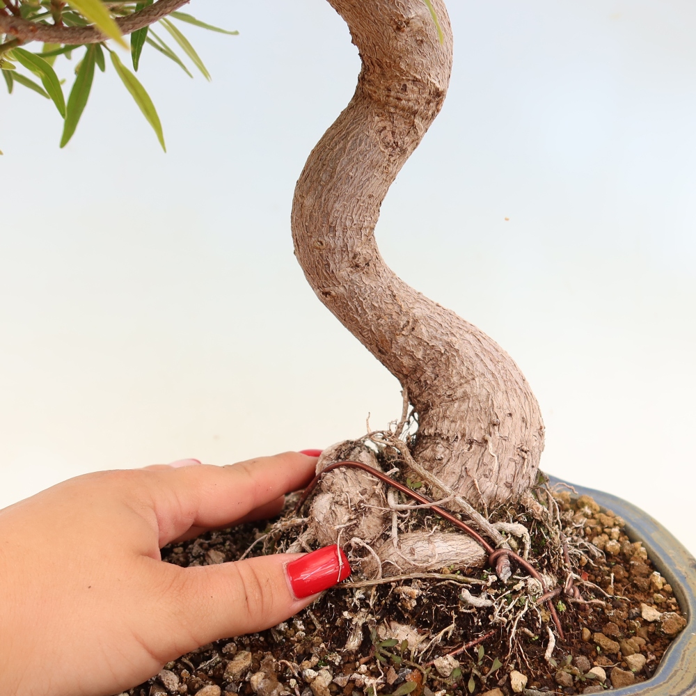 Szobai bonsai - Ficus nerifolia - kislevelű fikusz