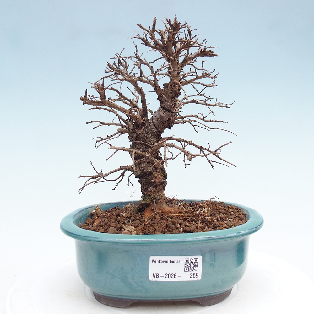Kültéri bonsai - Zelkova - Zelkova NIRE
