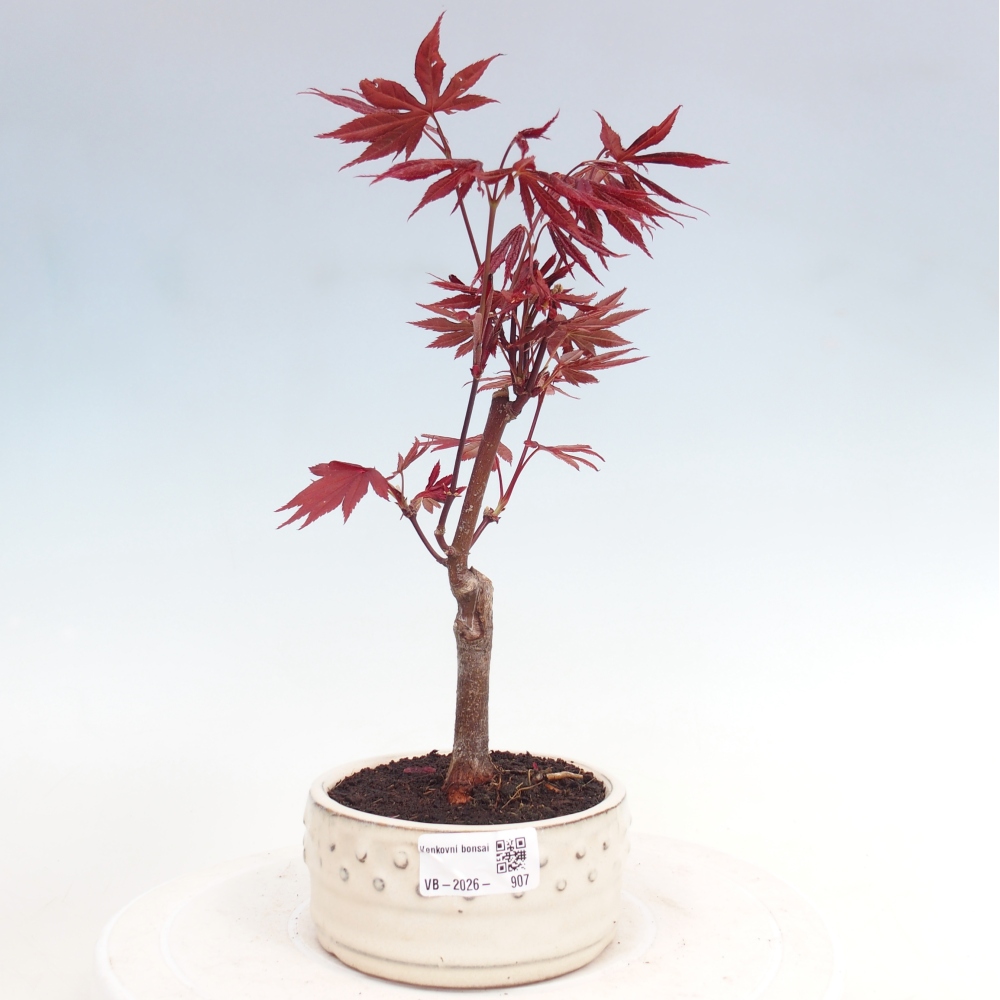 Kültéri bonsai - Acer pálma. Atropurpureum-Javor palmate