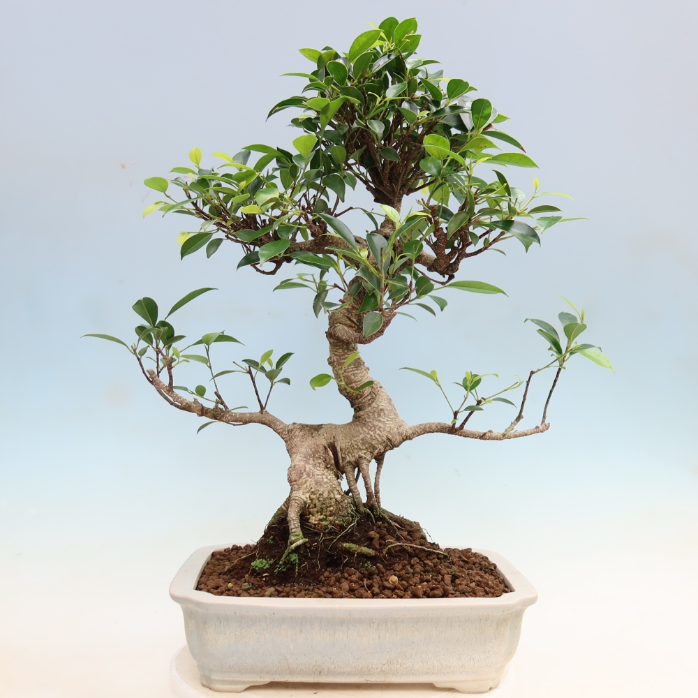 Szobai bonsai - Ficus kimmen - kislevelű fikusz