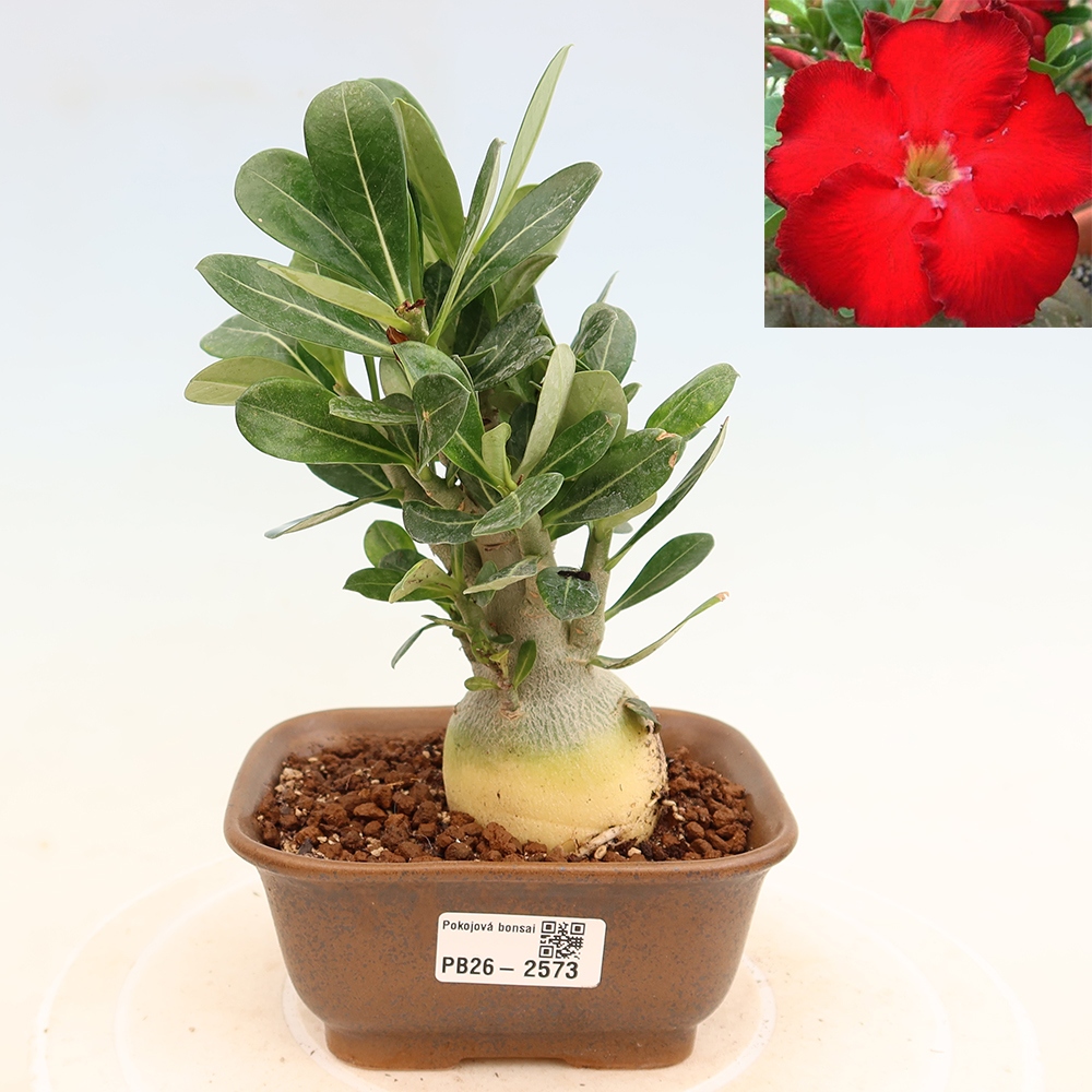 Szobabonsai – Adenium obesum Red Star – Sivatagi rózsa