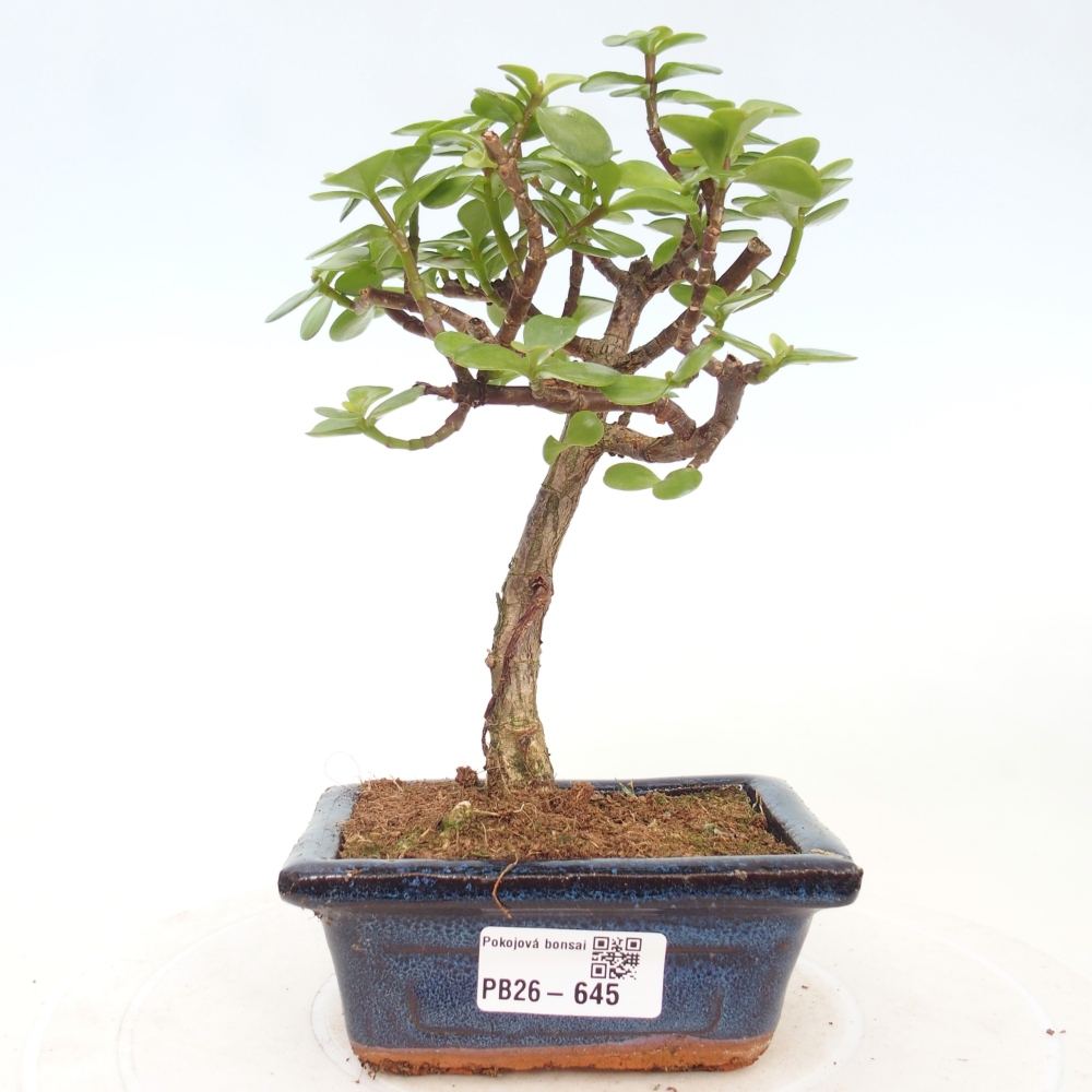 Szoba bonsai - Portulakaria Afra - Tlustice