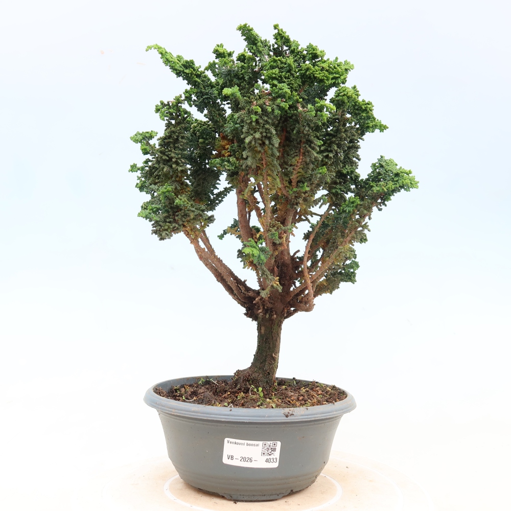 Kültéri bonsai - Cham. obtusa SEKKA HINOKI - Cifra ciprus