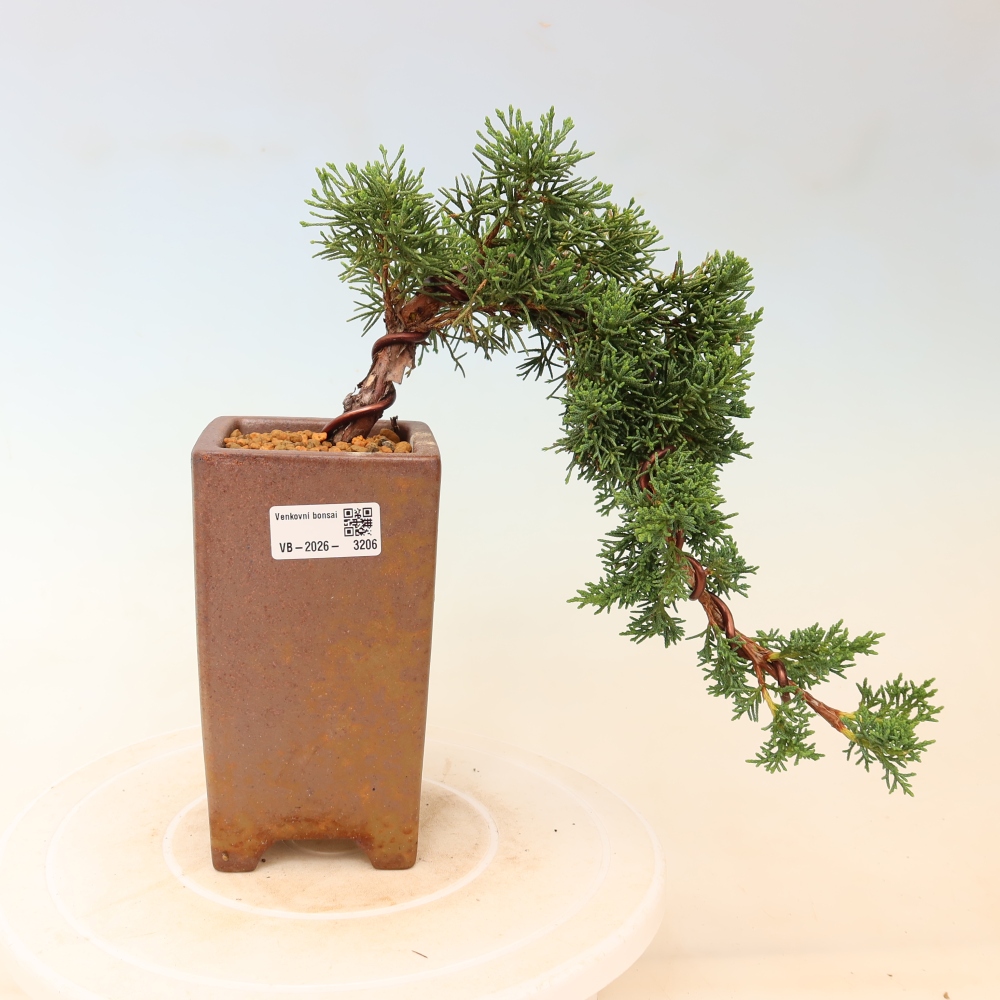 Kültéri bonsai - Juniperus chinensis Kishu