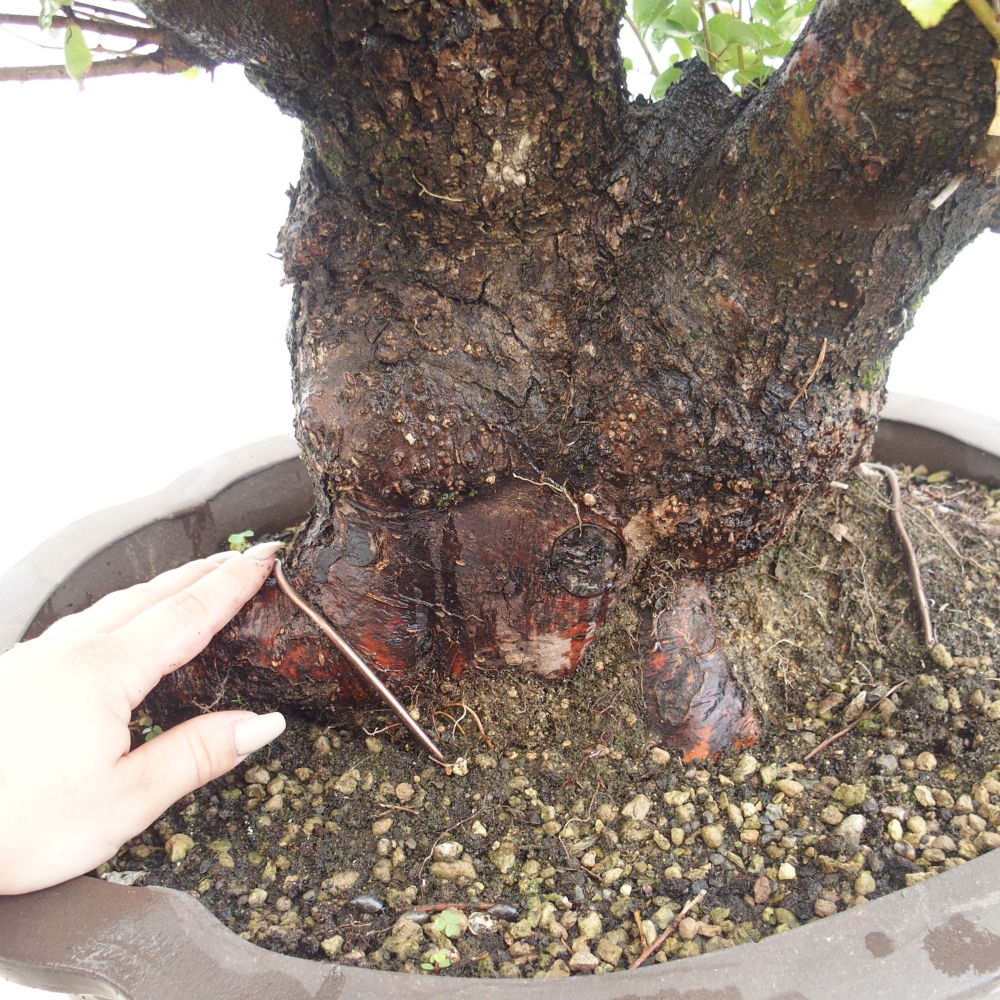 Kültéri bonsai - Mahalebka - Prunus mahaleb - Prunus mahaleb