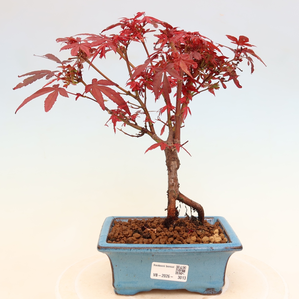 Kültéri bonsai – tenyérlevelű juhar – Acer palmatum Berry Broom 