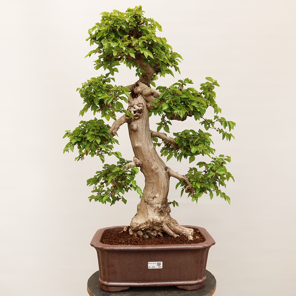 Kültéri bonsai -Carpinus Coreana - Koreai gyertyánfa