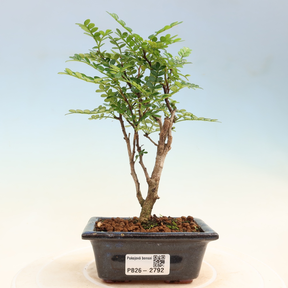 Szobai bonsai - Zantoxylum piperitum - borsfa