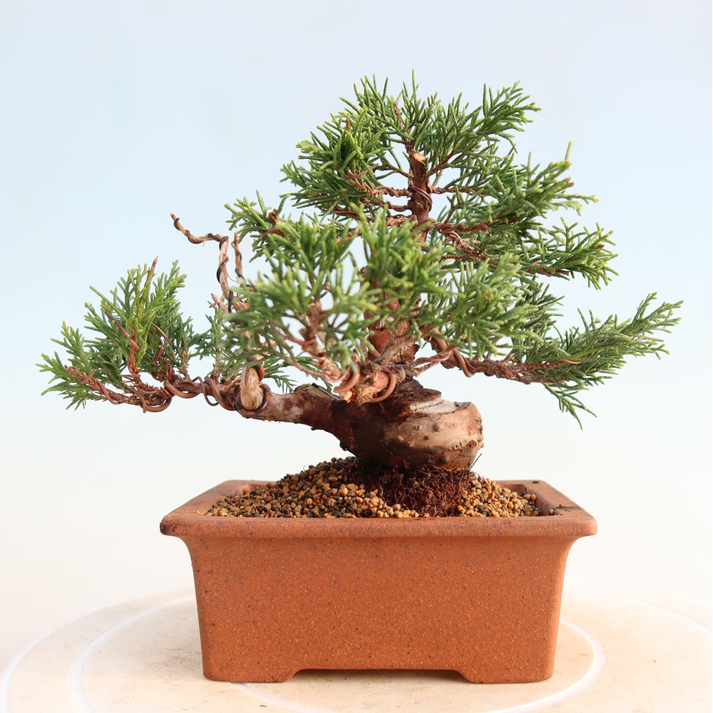 Kültéri bonsai - Juniperus chinensis Itoigawa