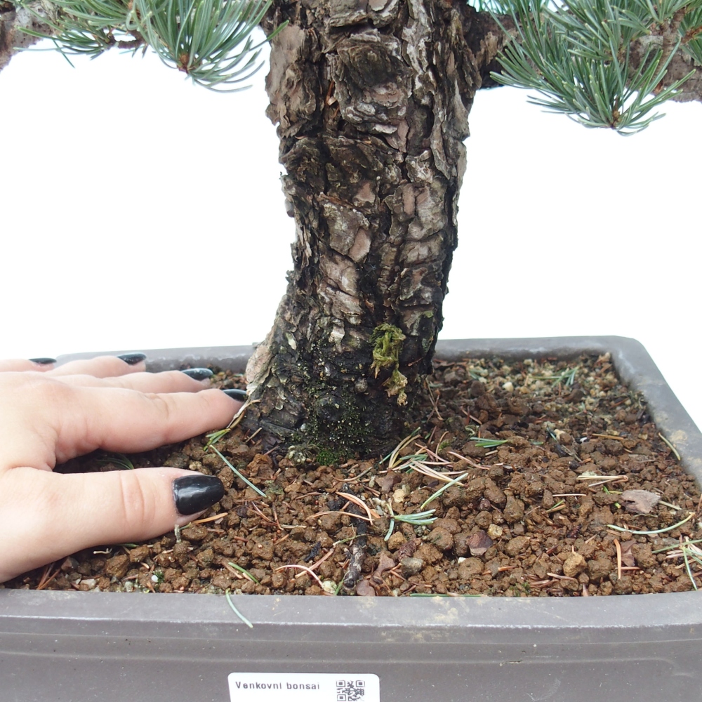 Kültéri bonsai - Pinus parviflora - Pinus parviflora