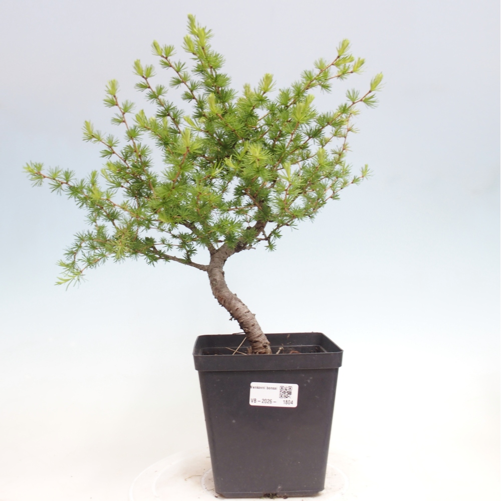 Kültéri bonsai - Larix decidua - vörösfenyő