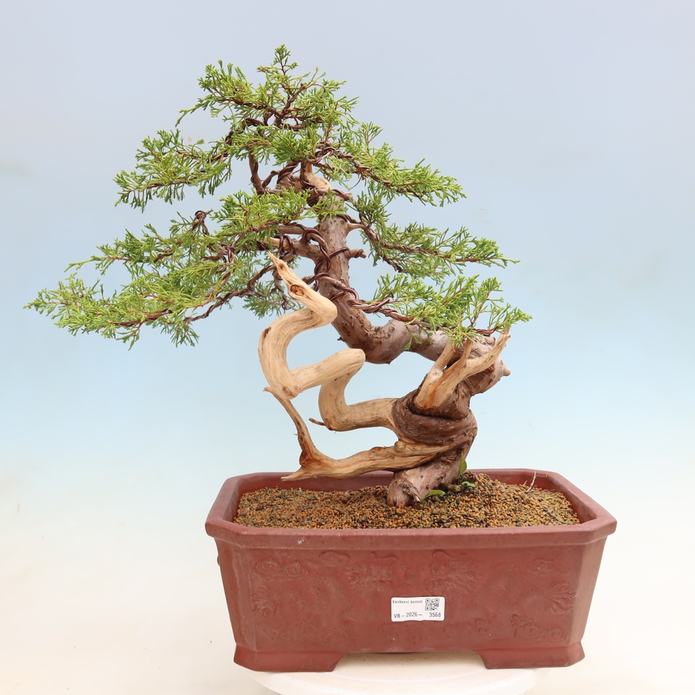 Kültéri bonsai - Juniperus chinensis Itoigawa-Juniperus chinensis