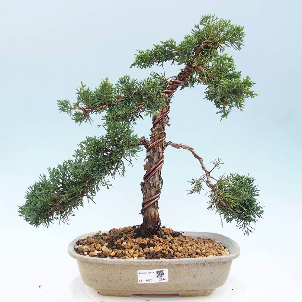 Kültéri bonsai - Juniperus chinensis Kishu