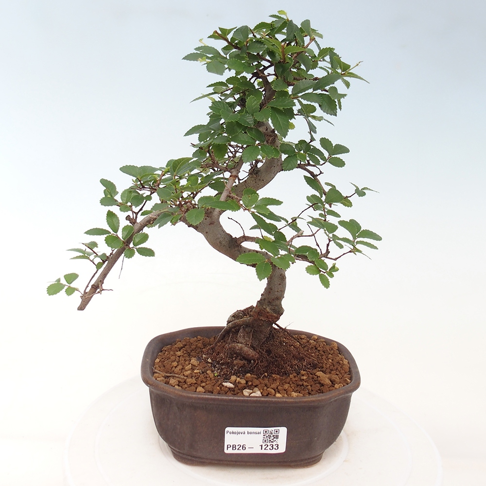 Szobai bonsai - Ulmus parvifolia - Kislevelű szilfa