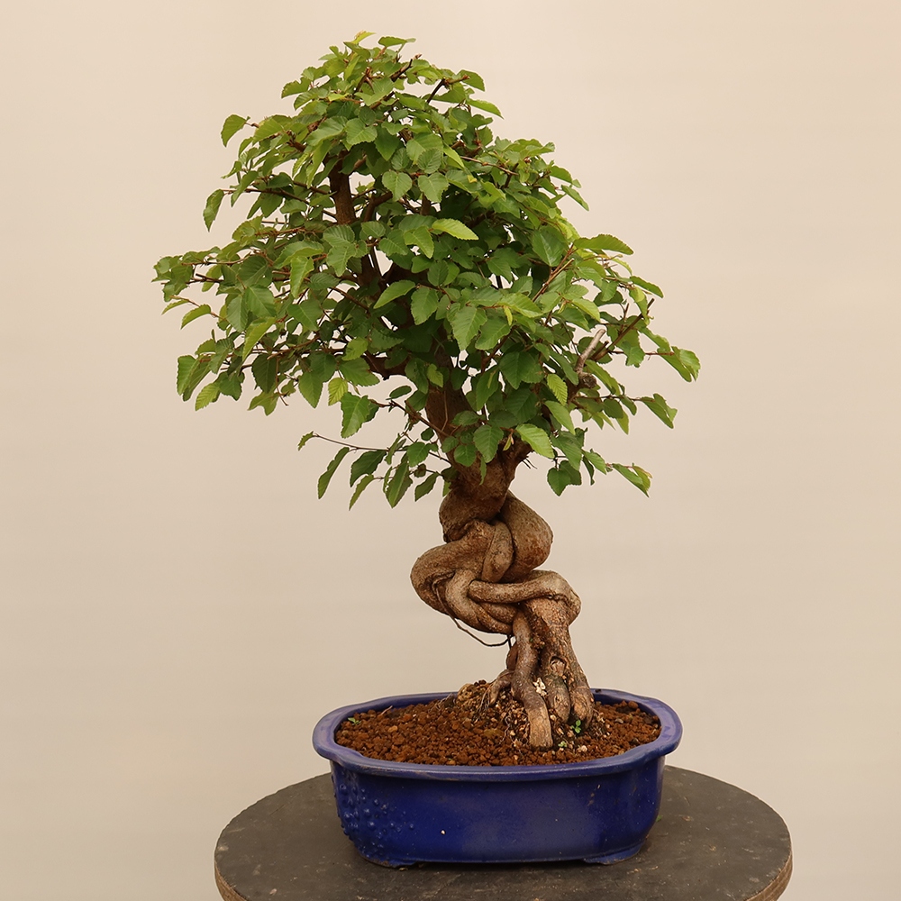 Kültéri bonsai -Carpinus Coreana - Koreai gyertyánfa