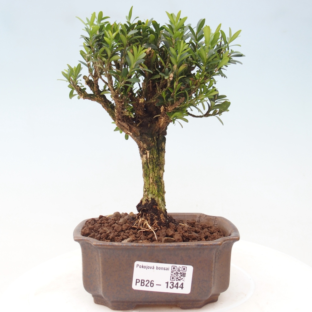 Szobai bonsai - Buxus harlandii - parafa buxus