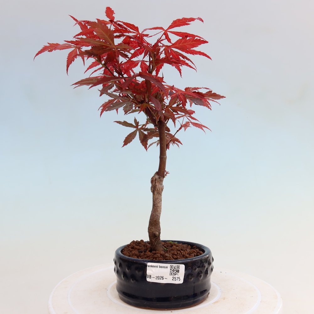 Kültéri bonsai - Acer pálma. Atropurpureum-Javor palmate