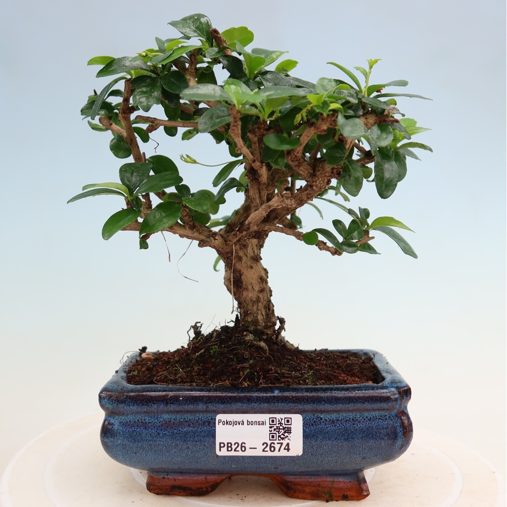 Szobai bonsai - Carmona macrophylla - Tea fuki