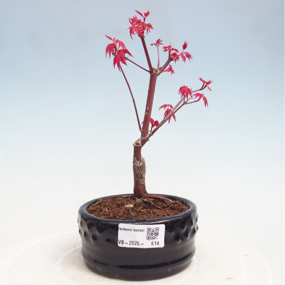 Kültéri bonsai - Acer palmatum DESHOJO