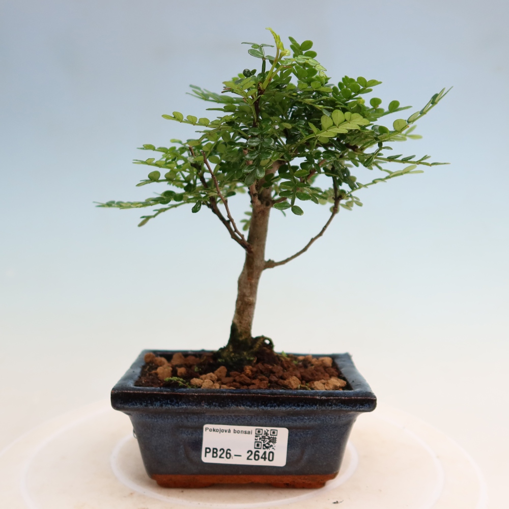 Szobai bonsai - Zantoxylum piperitum - borsfa