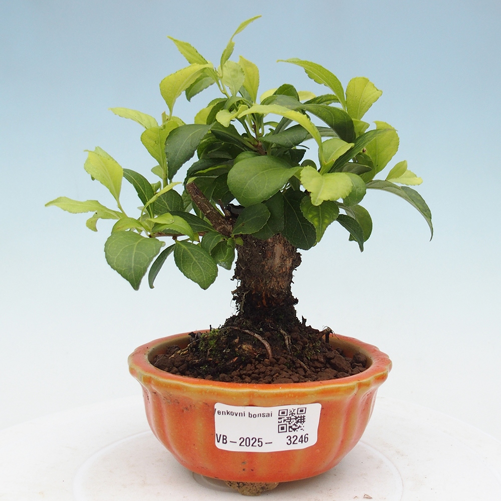Kültéri bonsai - Celastrus orbiculatus