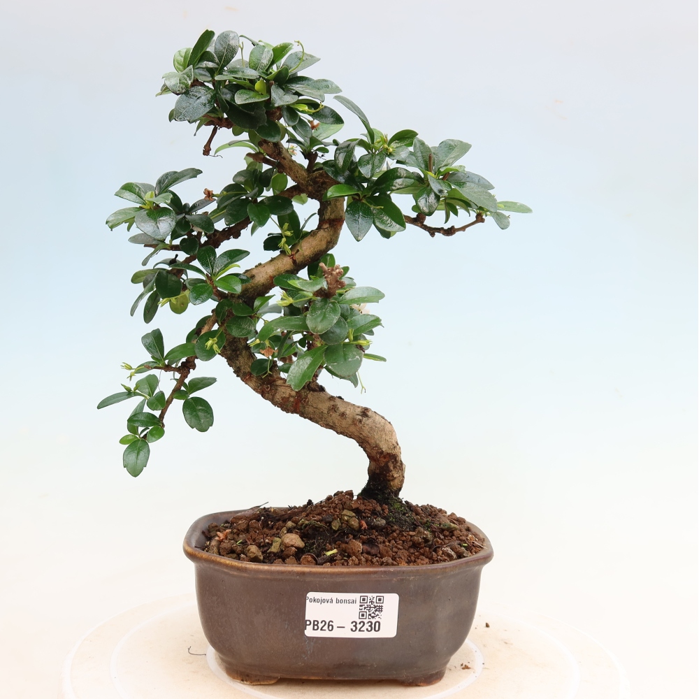 Szobai bonsai - Carmona macrophylla - Tea fuki