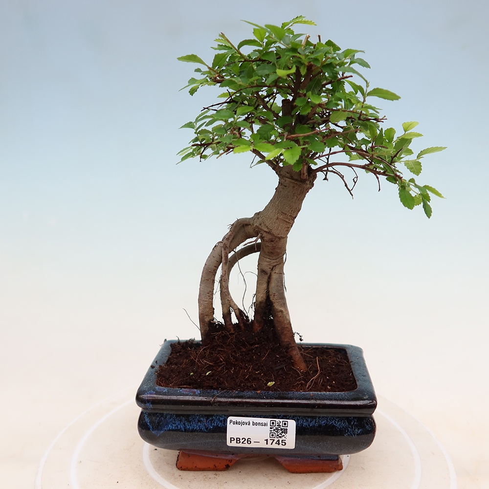 Szobai bonsai - Ulmus parvifolia - Kislevelű szilfa