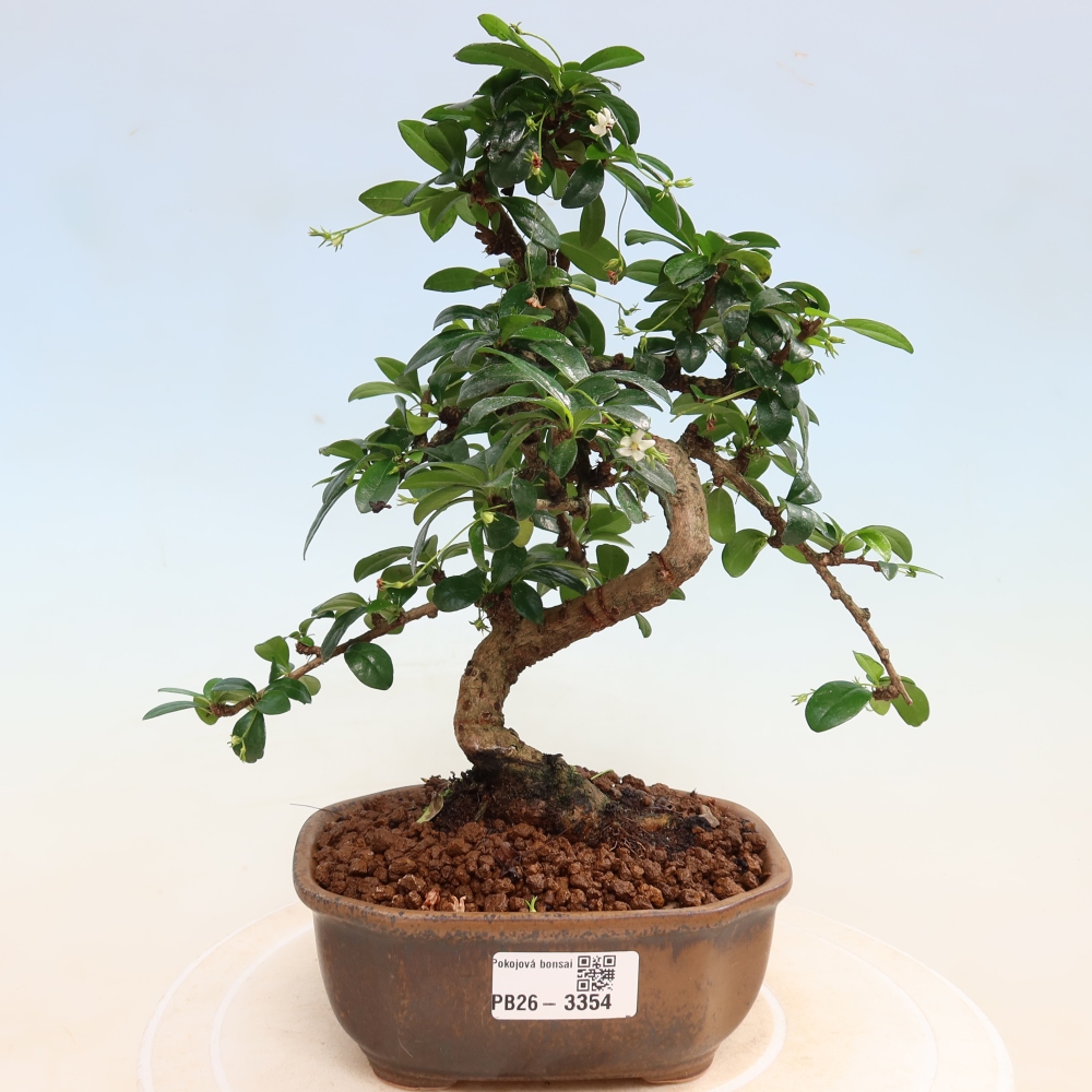 Szobai bonsai - Carmona macrophylla - Tea fuki