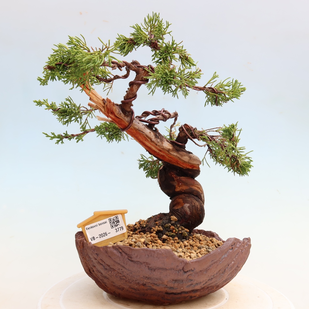Kültéri bonsai - Juniperus chinensis Itoigawa-Juniperus chinensis
