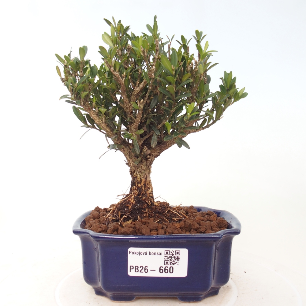 Szobai bonsai - Buxus harlandii - parafa buxus