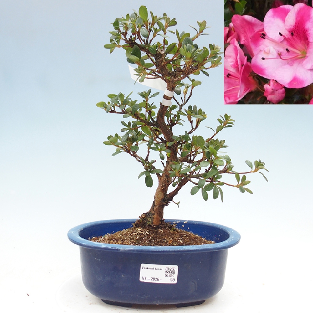Kültéri bonsai - Japán azálea - Azalea Kobai