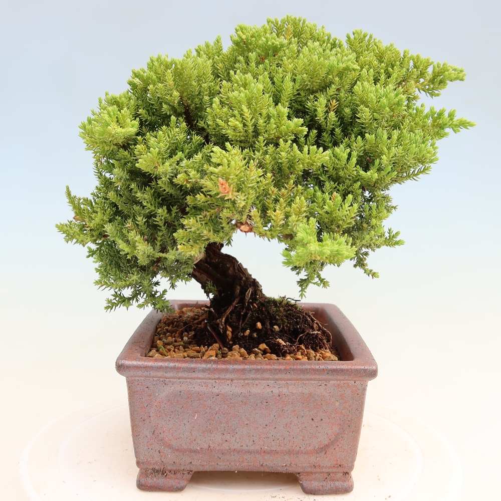 Kültéri bonsai - Juniperus procumbens - Juniperus procumbens