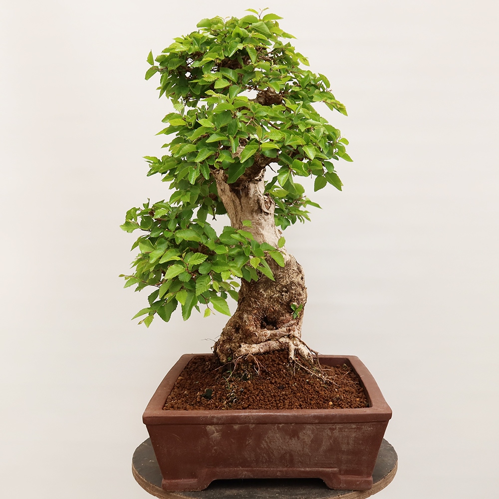 Kültéri bonsai -Carpinus Coreana - Koreai gyertyánfa