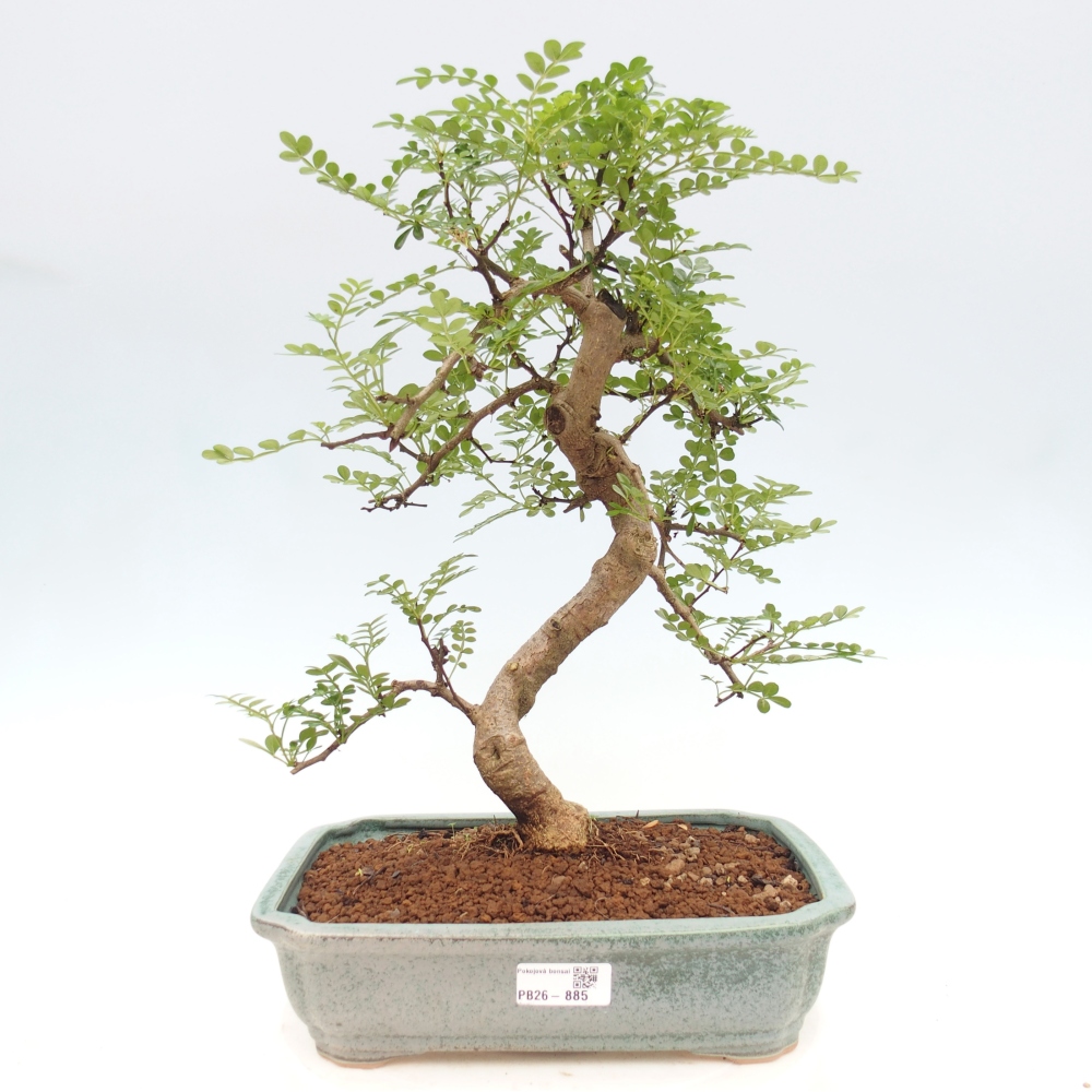 Szobai bonsai - Zantoxylum piperitum - borsfa