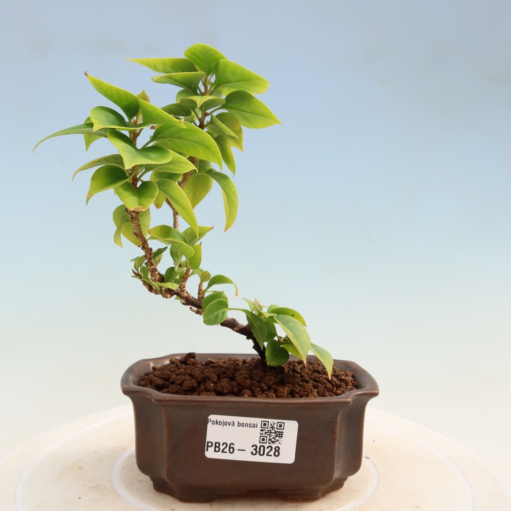 Szoba bonsai - Bouganwilea