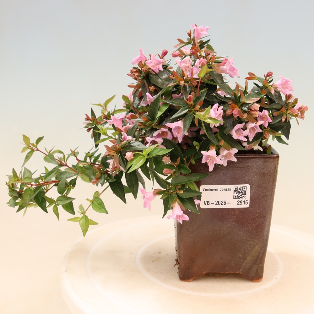 Kültéri bonsai – Abelia Edward Goucher – Nagyvirágú abélia