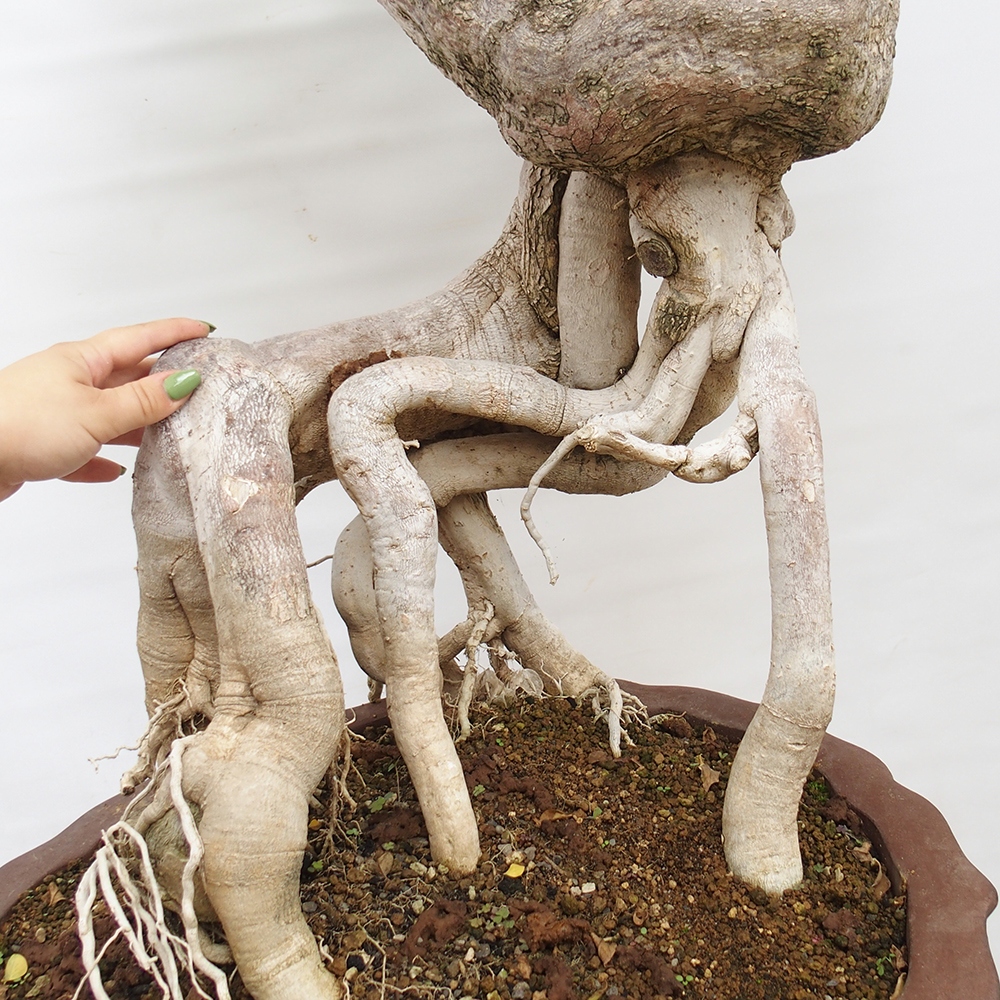 Szoba bonsai - Bouganwilea