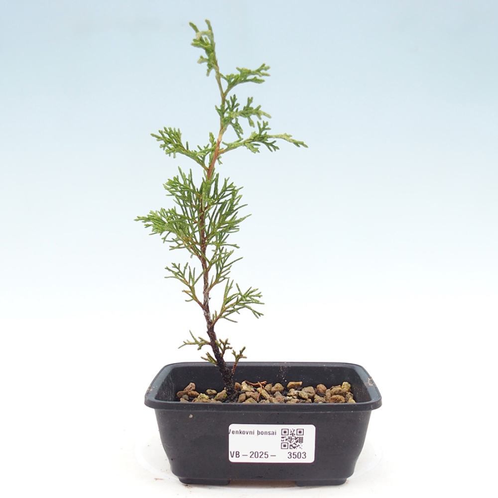 Kültéri bonsai - Juniperus chinensis Itoigawa