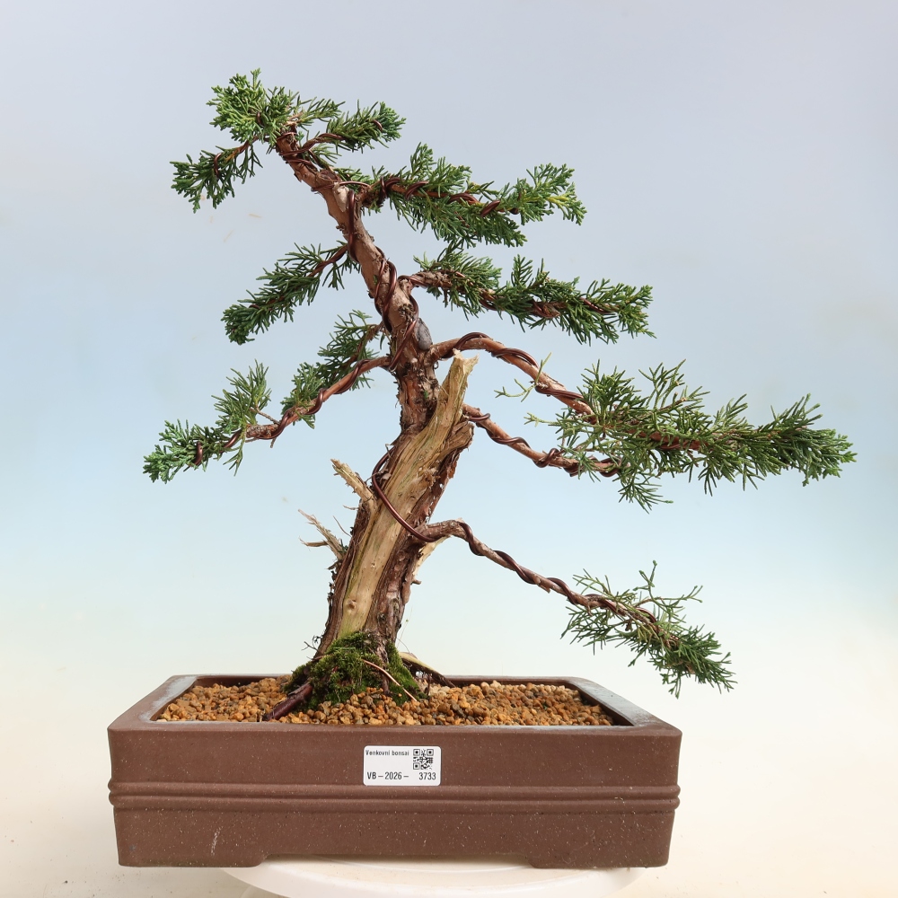 Kültéri bonsai - Juniperus chinensis Kishu
