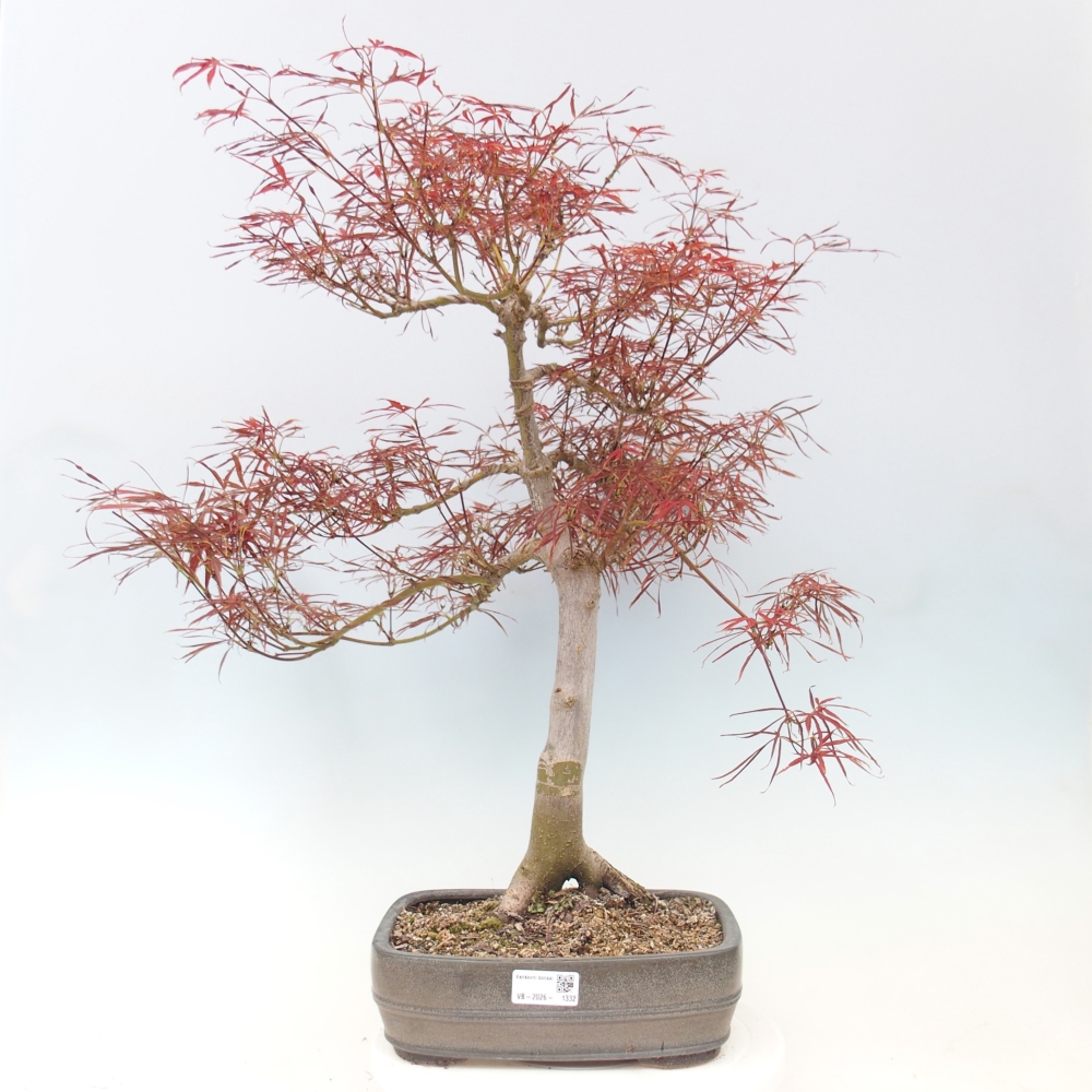 Kültéri bonsai - Acer palmatum RED PYGMY