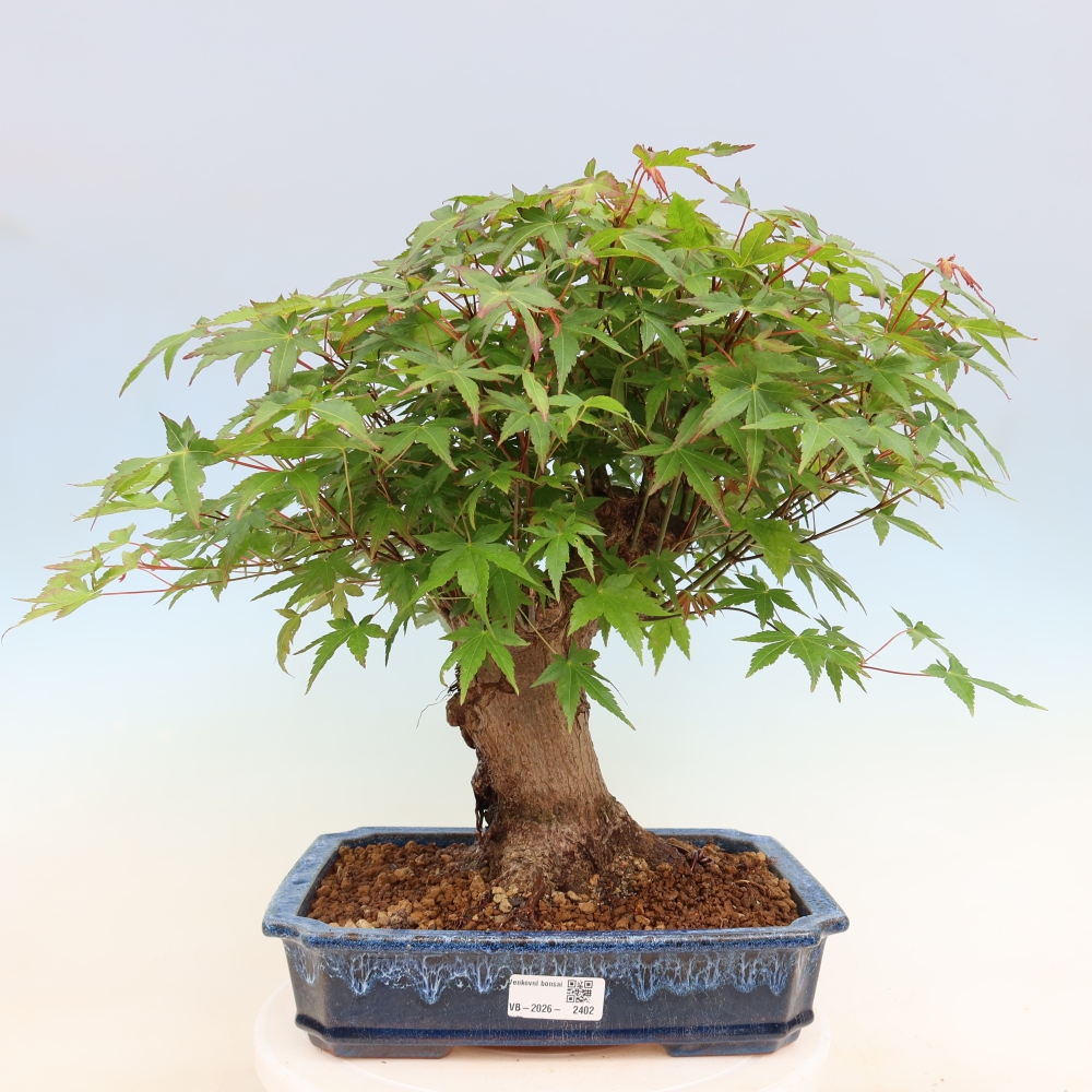 Kültéri bonsai - Juhar Burger - Acer Burgerianum