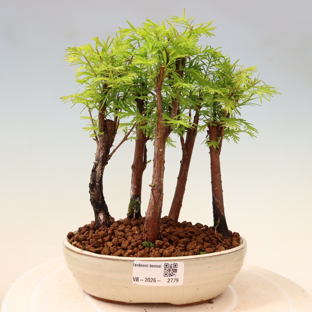 Kültéri bonsai – Metasequoia glyptostroboides – kínai metasequoia – kis erdő