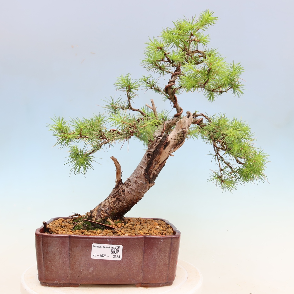 Kültéri bonsai - Larix decidua - vörösfenyő