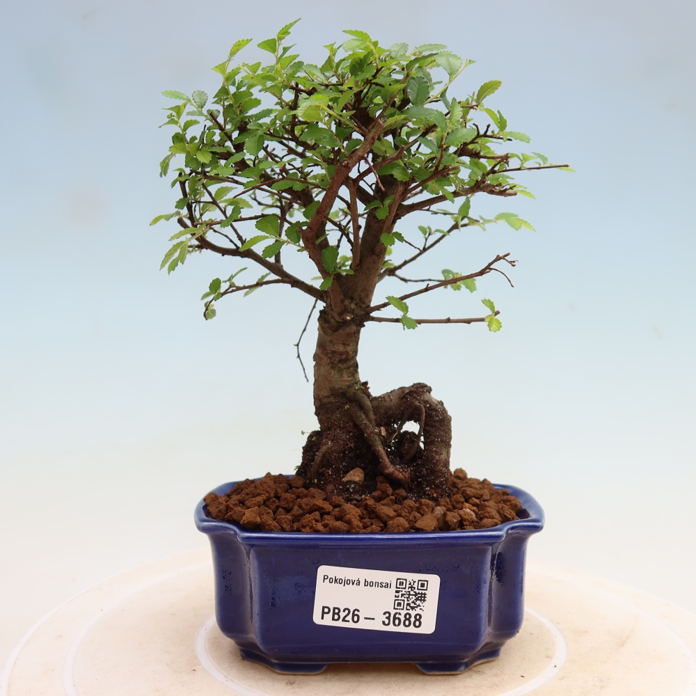 Szobai bonsai - Ulmus parvifolia - Kislevelű szilfa